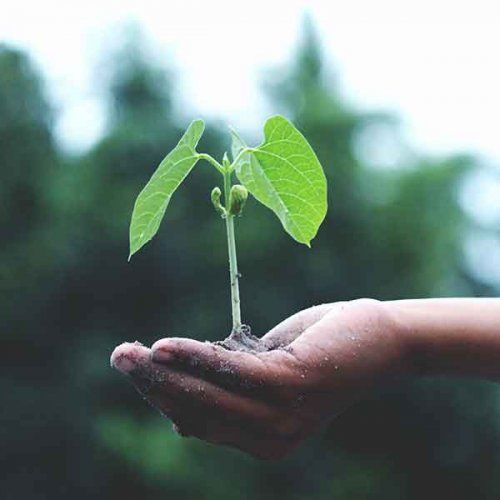 Productes fitosanitaris, llavors, sòls i adobs