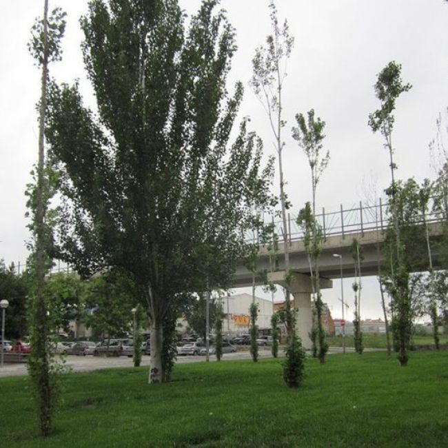 Manteniments de jardins a Terrassa