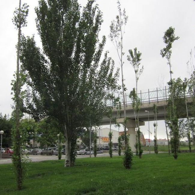 Manteniments de jardins a Terrassa Manteniments de jardins a Terrassa